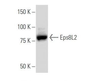 Eps8L2 Antibody (WP.7) - Western Blotting - Image 34094