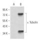 ε Tubulin Antibody (5F3B7) - Western Blotting - Image 358331 