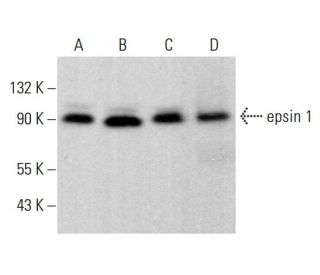 epsin 1 Antibody (A-9) - Western Blotting - Image 381483 