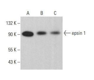 epsin 1 Antibody (B-12) - Western Blotting - Image 381477 