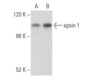 epsin 1 Antibody (F-7) - Western Blotting - Image 355714 