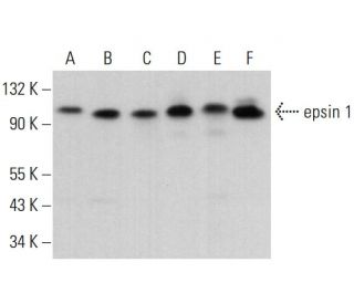 epsin 1 Antibody (G-11) - Western Blotting - Image 381411 