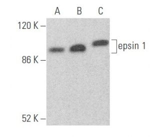 epsin 1 Antibody (R-20): sc-8673