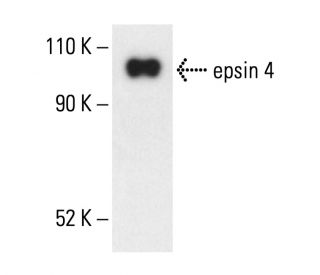 epsin 4 Antibody (C-4) - Western Blotting - Image 404282 