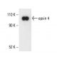 epsin 4 Antibody (C-4) - Western Blotting - Image 404281