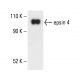 epsin 4 Antibody (C-4) - Western Blotting - Image 404282 