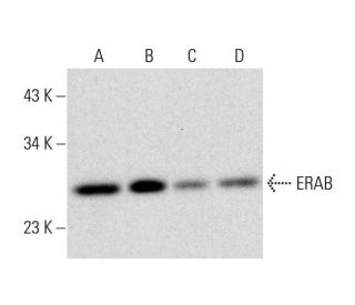 ERAB Antibody (F-1) - Western Blotting - Image 297082 
