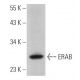 ERAB Antibody (F-1) - Western Blotting - Image 366521