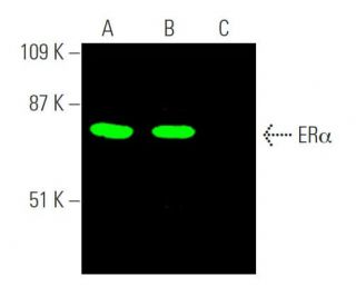 western blotting image from recommended Estrogen Receptor alpha (F-10) monoclonal antibody replacement. Image 369721