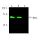 western blotting image from recommended Estrogen Receptor alpha (F-10) monoclonal antibody replacement. Image 369721