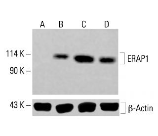 ERAP1 Antibody (B-10) - Western Blotting - Image 414109