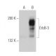 ErbB3/HER3 Antibody (2Q320) - Western Blotting - Image 38481
