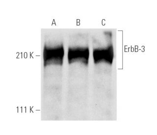 western blotting image from recommended ErbB3/HER3 (G-4) monoclonal antibody replacement. Image 281953