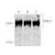 western blotting image from recommended ErbB3/HER3 (G-4) monoclonal antibody replacement. Image 281953