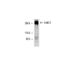 ErbB-3 Antibody (RTJ.2) - Western Blotting - Image 2747 