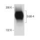 ErbB4/HER4 Antibody (2Q322) - Western Blotting - Image 18096 