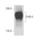 ErbB4/HER4 Antibody (3F168) - Western Blotting - Image 18095 