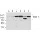 ErbB4/HER4 Antibody (6C5) - Western Blotting - Image 62901