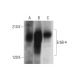 ErbB4/HER4 Antibody (G-6) - Western Blotting - Image 320249 