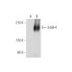 ErbB4/HER4 Antibody (G-6) - Western Blotting - Image 326542 