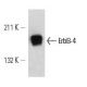 ErbB4/HER4 Antibody (HFR1) - Western Blotting - Image 12968 