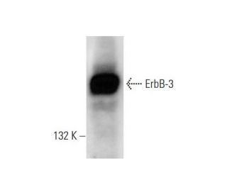 ErbB3/HER3 Antibody (G-4) - Western Blotting - Image 74356 