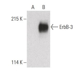 ErbB3/HER3 Antibody (G-4) - Western Blotting - Image 399620