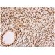 Estrogen Receptor beta Antibody (B-3) - Immunohistochemistry - Image 353899 