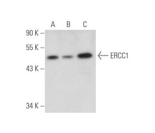 ERCC1 Antibody (A-2) - Western Blotting - Image 344632