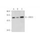 ERCC1 Antibody (A-2) - Western Blotting - Image 344632
