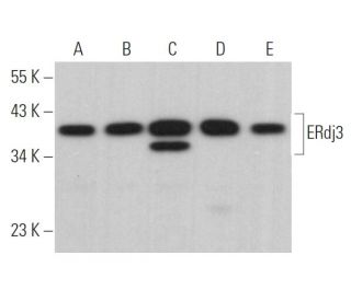 ERdj3 Antibody (C-7) - Western Blotting - Image 364648 