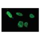 ERF Antibody (33L) - Immunofluorescence - Image 53860 