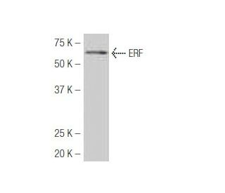 ERF Antibody (33L) - Western Blotting - Image 53861 