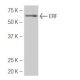 ERF Antibody (33L) - Western Blotting - Image 53861 