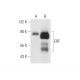 ERF Antibody (33L) - Western Blotting - Image 63009