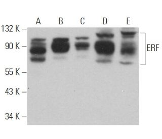 ERF Antibody (E-9) - Western Blotting - Image 359228 