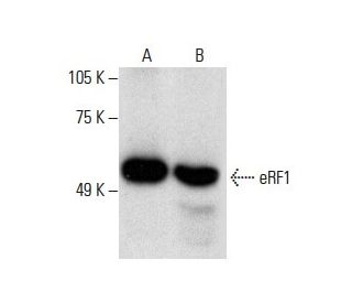 eRF1 Antibody (B-11): sc-365686
