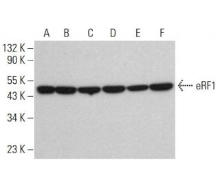 eRF1 Antibody (B-11) - Western Blotting - Image 384785 