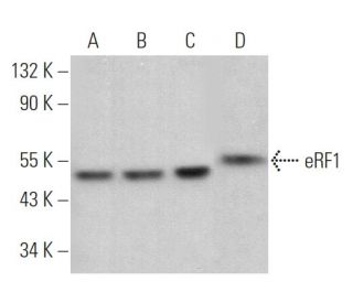 eRF1 Antibody (E-11) - Western Blotting - Image 369332 
