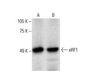 eRF1 Antibody (G-1) - Western Blotting - Image 288518 