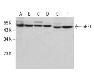 eRF1 Antibody (G-1) - Western Blotting - Image 378998 