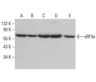 eRF3a/b Antibody (B-8) - Western Blotting - Image 376461