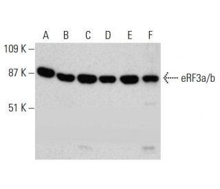 eRF3a/b Antibody (B-8) - Western Blotting - Image 387393 