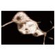 eRF3b Antibody (32) - Immunofluorescence - Image 60516