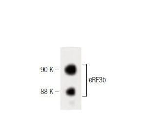 eRF3b Antibody (32) - Western Blotting - Image 60185 