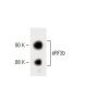 eRF3b Antibody (32) - Western Blotting - Image 60185 