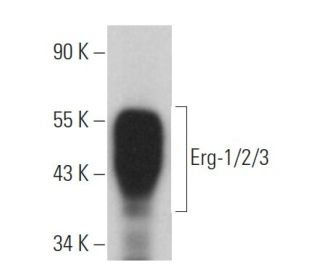 minikazu様　ご予約品 erg-1-2-3-antibody-c-1-western