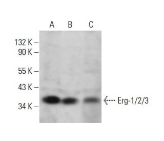 Erg-1/2/3 Antibody (C-1) - Western Blotting - Image 380642 