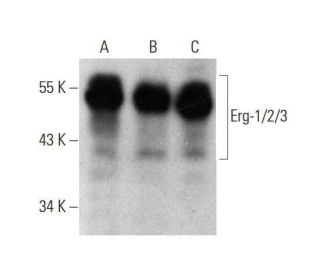 western blotting image from recommended Erg-1/2/3 (D-3) monoclonal antibody replacement. Image 352624