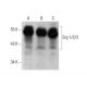 western blotting image from recommended Erg-1/2/3 (D-3) monoclonal antibody replacement. Image 352624